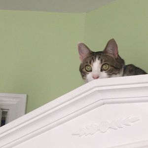 Meet your Posher, River